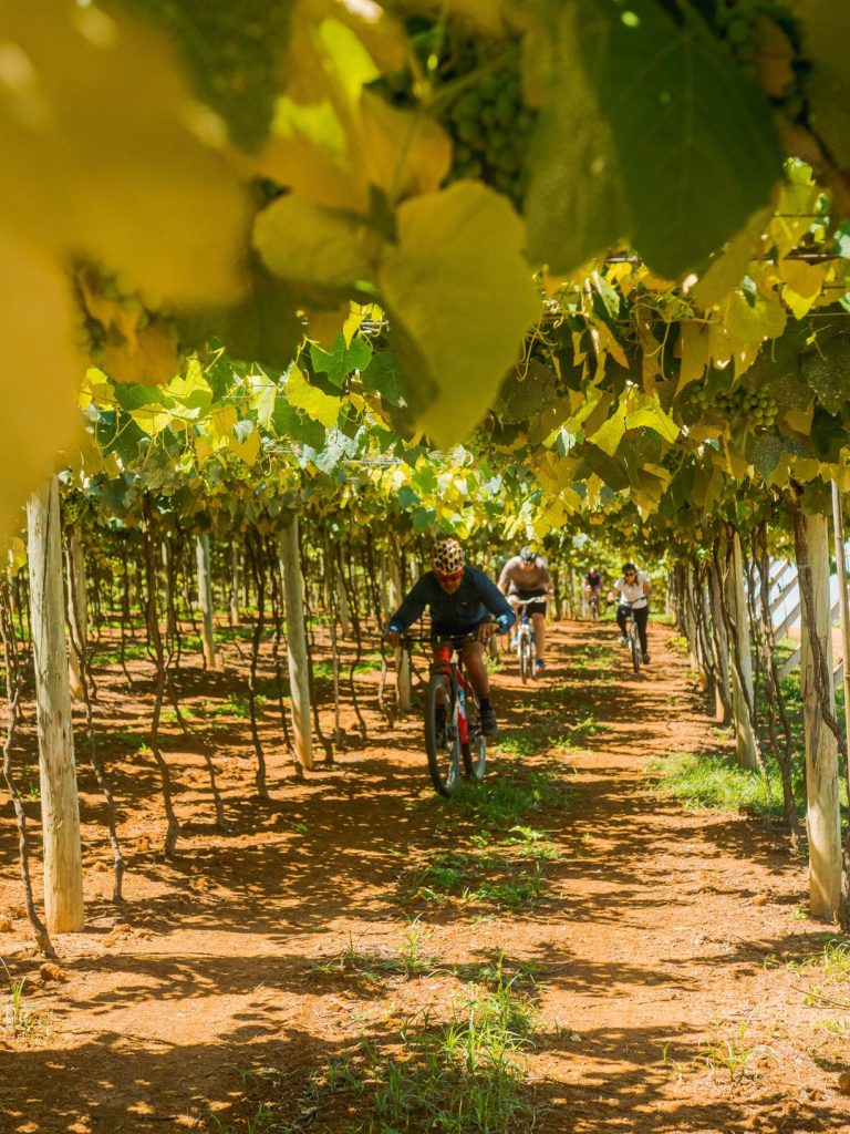 Wine Bike Tour na Vinícola Góes de São Roque: passeio de bicicleta com degustação de vinhos e lanche.