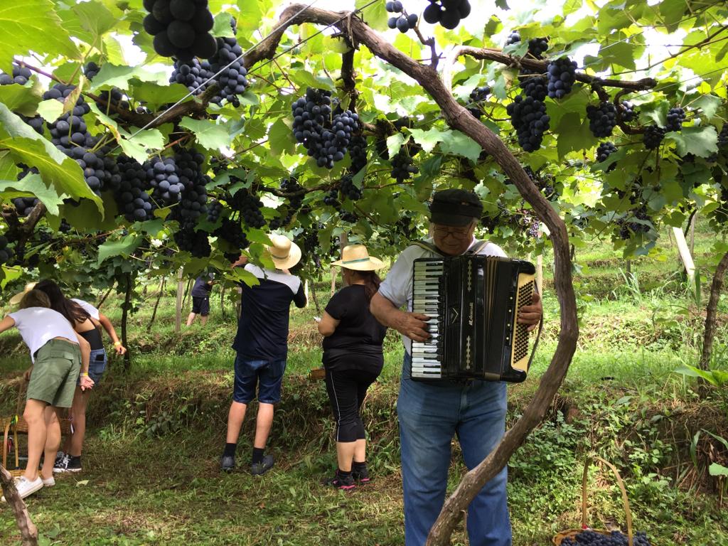 Música eslovena na colheita das uvas (vindima) da Vinícola Casa da Árvore (Rota do Vinho de São Roque, SP). Foto: Divulgação.