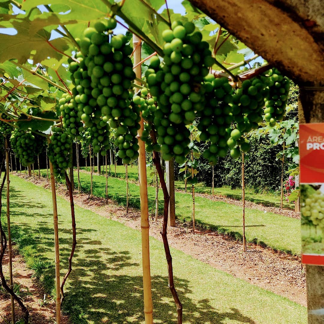 Vinhedos da Vinícola Canguera na Rota do Vinho de São Roque, SP.