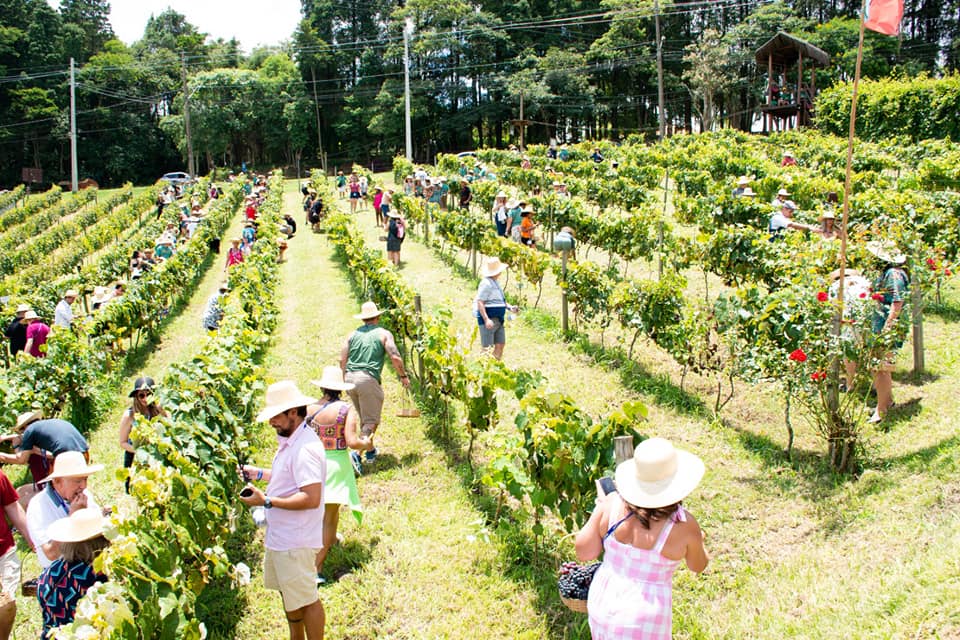 Vindima, a festa da colheita de uvas, na Quinta do Olivardo em São Roque, SP.