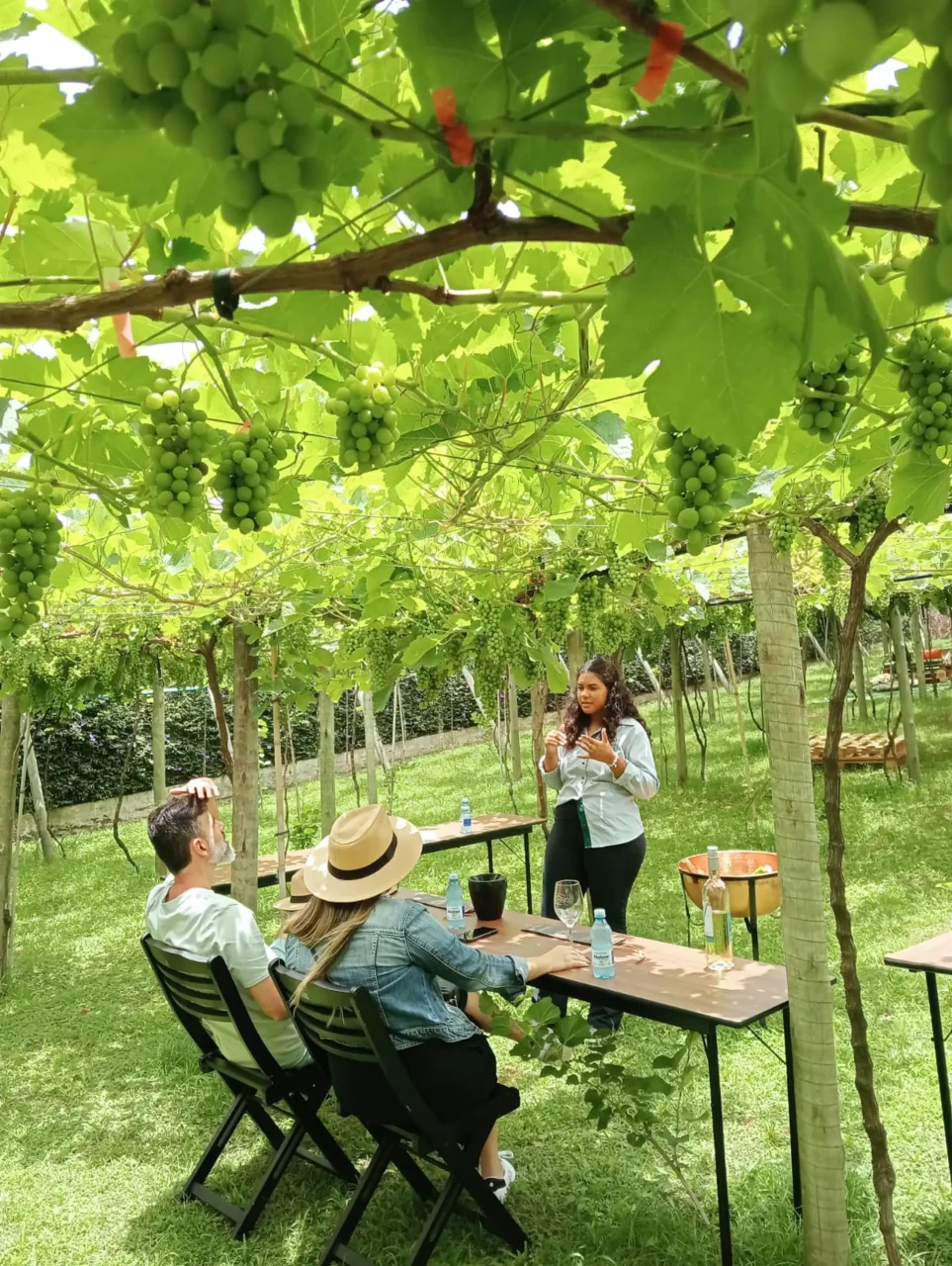 Verão em taças: degustação de vinhos ao ar livre na vinícola XV de Novembro em São Roque. Foto: Divulgação.